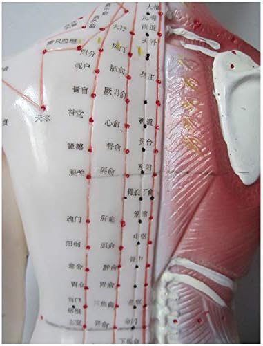 66זקי חצי עור חצי-שרירים האנטומיה דגם-דיקור דגם-עבור רפואה הסינית מרידיאן מדע בכיתה מחקר תצוגת הוראה רפואי דגם